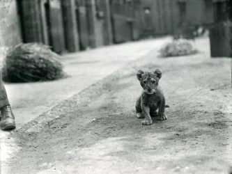 Lionceau au Zoo de Londres, 1912